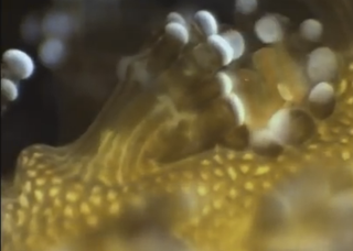 Illustration for article titled This Never Before Seen Microscopic Deep Sea Footage Is Other Worldly